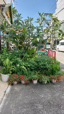 a group of plants and flowers in pots on a street at Benetti house in Patong Beach