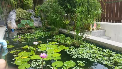 a pond with lily pads and flowers in a garden at ViewPoint Villa in Kathu