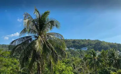 a palm tree in the middle of a forest at 2 bdr Apartment in Mida Grande Surin Beach by CapitalPro in Phuket Town