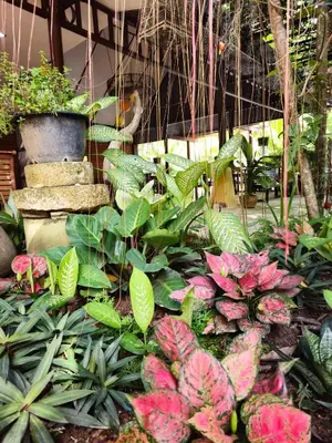 a garden with pink flowers and green plants at Baan Panwa Resort in Panwa Beach