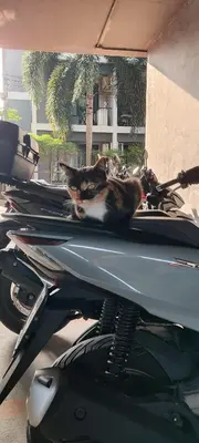 a cat laying on the back of a motorcycle at Relife SPB in Phuket Town