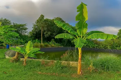 a banana tree in a garden with a pond at Greenheart Garden View Camp Phuket in Kata Beach