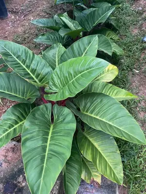 a green plant with large green leaves on the ground at Kanitta Homestay kohyaonoi in Ban Bang Chak