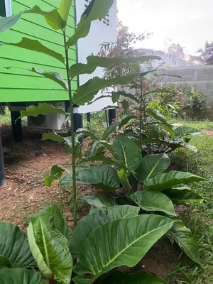a banana plant with large green leaves in a garden at Kanitta Homestay kohyaonoi in Ban Bang Chak