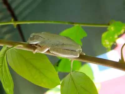 a frog sitting on a branch of a tree at Swiss Bonihouse Koh Yao Yai in Ban Phlu Nai