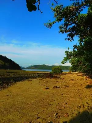 a beach with a tree and a body of water at Swiss Bonihouse Koh Yao Yai in Ban Phlu Nai