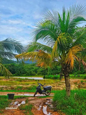 a motorcycle parked next to a palm tree at Swiss Bonihouse Koh Yao Yai in Ban Phlu Nai