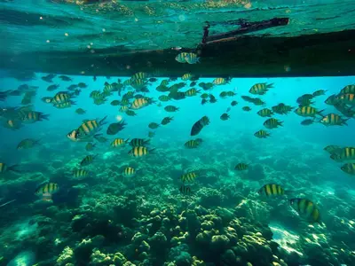 a school of fish under the water at Andaman Sea Best Pool Access and Villas in Chalong