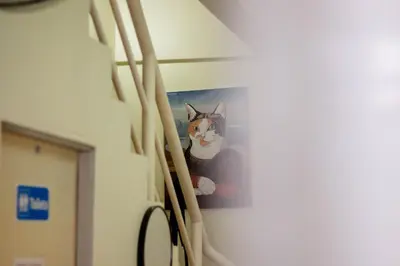 a picture of a cat on a wall at Beds Friends Phi Phi Hostel - Party Hostel in Phi Phi Don