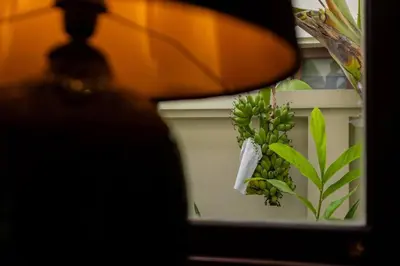 a bunch of green plants in a mirror at Saitaan,4BR seaside garden pool villa, Laguna area in Bang Tao Beach