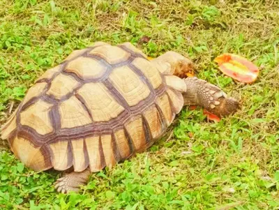 a turtle is laying on the grass at Spacious Private Villa Modern Style near beach in Thai Muang