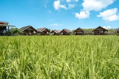a field of tall grass with houses in the background at NammNatawn2 in Ko Yao Noi