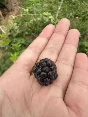 a person holding a blackberry in their hand at บ้านสวนปิยนันท์ (Baansuan Piyanan) in Ko Yao Noi