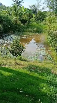 a small tree in the grass next to a pond at Ratanaporn Green in Phuket Town