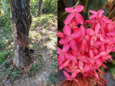 two pictures of pink flowers next to a tree at Heimat Garden Homestay in Ban Lo Pa Ret