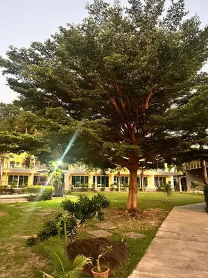 a tree in front of a building with a light at Gypsy Sea View Resort- Phi Phi Island in Phi Phi Don
