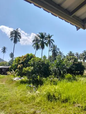 a group of palm trees in a field with grass at Firdous Guesthouse in Ko Yao Yai