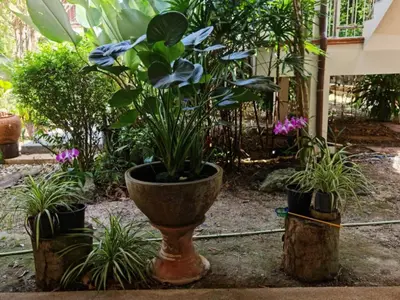 a plant in a pot in a garden at Natures relax in Kamala Beach