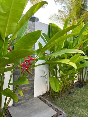 a bunch of green plants next to a building at Villa Amata in Phuket Town