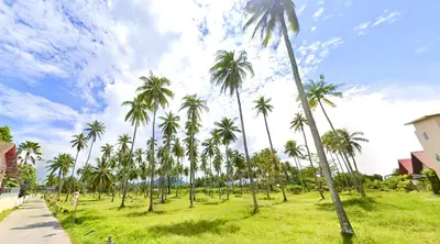 a row of palm trees on a grass field at Coconut Palms Villa, Large & Elegant Private Pool Villa in Rawai, Phuket in Ban Saiyuan (1)