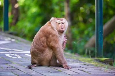 a monkey is sitting on a brick sidewalk at B2 Phuket Premier Hotel in Ban Ket Ho