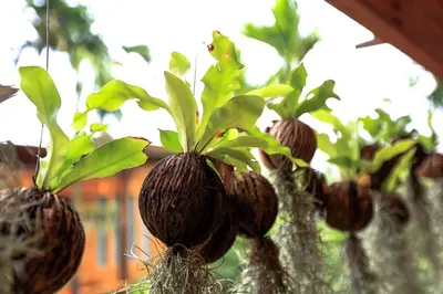 a group of plants growing in a greenhouse at Viangviman Luxury Resort, Krabi in Ao Nang Beach