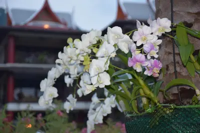 a bunch of white and purple flowers in a basket at Kalim Residence in Patong Beach
