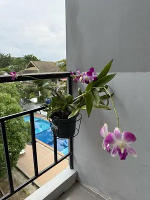 a potted plant on a wall next to a balcony at Maria's Guest House, Rawai in Rawai Beach