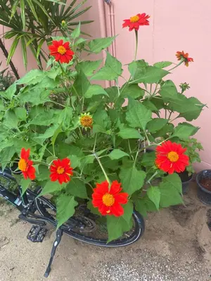a flower pot with red flowers in it at Green Tree Cottage 1 in Klong Muang Beach
