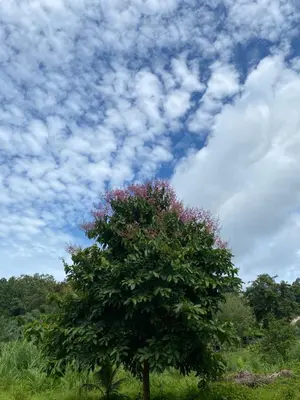 a tree in a field with a cloudy sky at Green Tree Cottage 2 in Klong Muang Beach