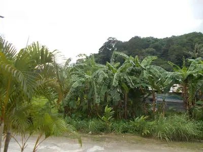 a bunch of palm trees on the side of a beach at Absolute calm for long sleepers and others in Kamala Beach