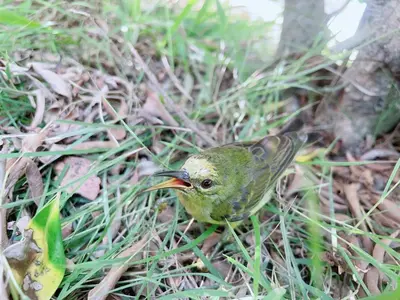 a small bird standing on the grass with its beak at Green Tree Cottage3 in Klong Muang Beach