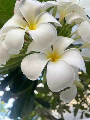 a bunch of white flowers on a tree at Green Tree Cottage3 in Klong Muang Beach