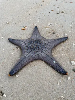 a starfish laying on the sand on the beach at Green Tree Cottage 4 in Klong Muang Beach