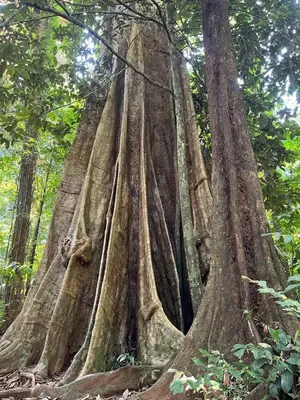 a large tree in the middle of a forest at Ban Tha Ton Do Koh Yao noi in Ko Yao Noi