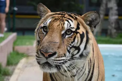 a close up of a tiger looking at the camera at OYO 885 You And Me House in Patong Beach