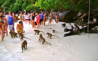 a group of monkeys walking on a beach with people at Easy Hostel in Phi Phi Don