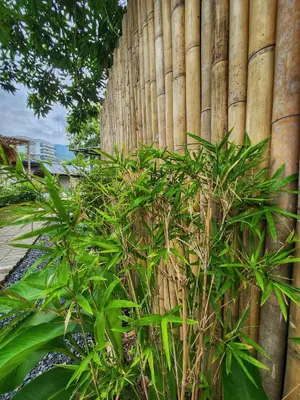 a bamboo fence with a plant in front of it at Bambus Restaurant, Bar & Hostel in Patong Beach