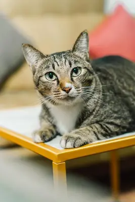 a cat sitting on top of a table at Saiyuan Residence Phuket in Rawai Beach