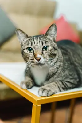 a cat sitting on top of a table at Saiyuan Residence Phuket in Rawai Beach