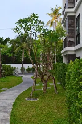 a small tree in the grass next to a building at Renovated apartment in The Title Phase I, Rawai beach in Rawai Beach