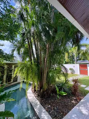 a palm tree sitting next to a swimming pool at Villa Happy home in Rawai Beach