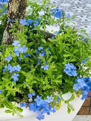 a planter filled with blue flowers next to a tree at Studio Room with private kitchen and Bathroom in Ban Phlu Yai
