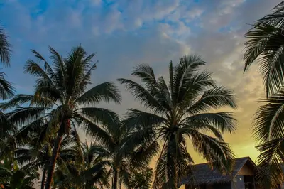 a group of palm trees against a cloudy sky at JK Studio, Koh Yao Noi in Ko Yao Noi