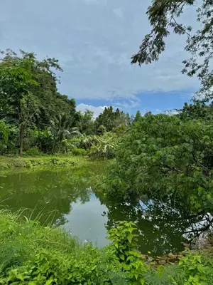 a small pond in a field with trees at Cuckoo's Nest Ao Nang in Ban Khlong Son
