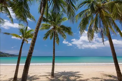 two palm trees on a beach with the ocean at Your Relaxing Stay! Suite CTG P506 at Tropics Kamala Residence with Scenic Rooftop Pool and Great Amenities in Kamala Beach