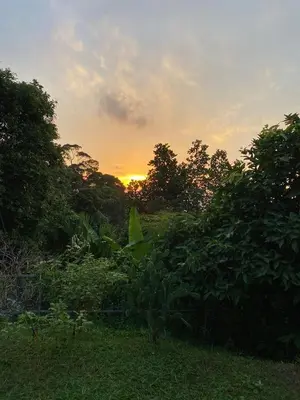 a sunset in a field with bushes and trees at Green House 2 in Ban Na Nai