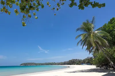 a palm tree on a beach in the virgin islands at Beach Life & Surf Thrills, Stay at Kata Suite 8-132 in Kata Oasis Residence in Kata Beach