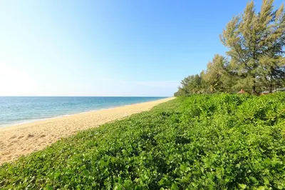 a sandy beach with trees and the ocean in the background at Mai Khao Beach Condo by Capital Pro in Mai Khao Beach