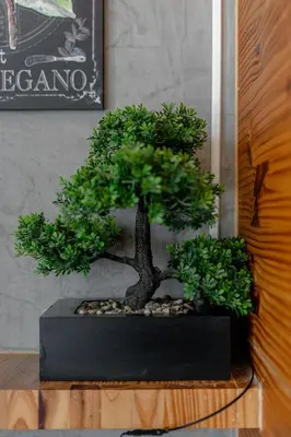 a bonsai tree sitting on top of a table at Studio Sora Rooftop Pool ReLife Nai Harn Beach in Rawai Beach